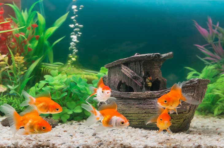 How Often To Feed Goldfish