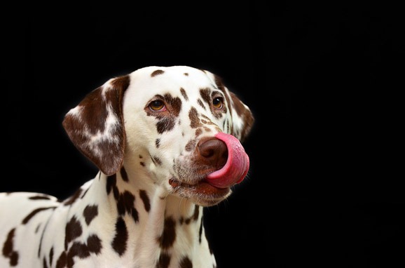 how-to-feed-nectarines-to-dogs