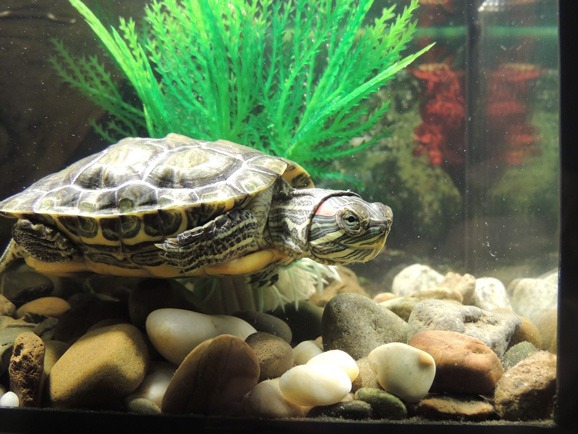 turtle-aquarium-tank-how-to-take-care-of-a-turtle-everything-for-pets