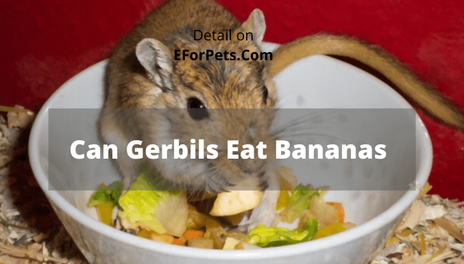 Can Gerbils Eat Bananas