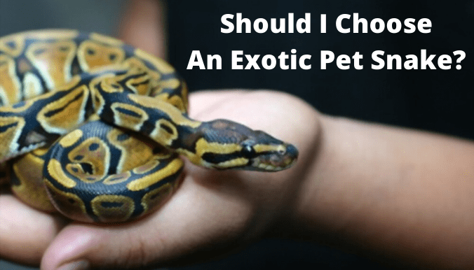 Should I Choose An Exotic Pet Snake